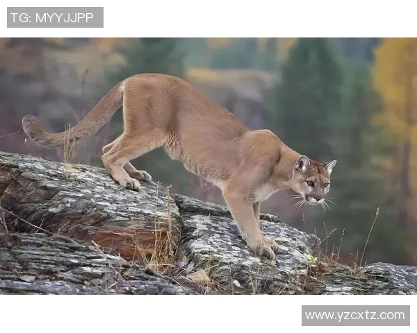 美洲狮与墨西哥美洲的生态对抗与生存智慧探讨