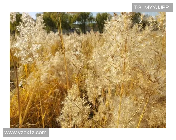 黄磊谈网球生涯的点滴回忆与成长历程分享